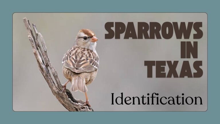 Sparrows in Texas: Identification, Habitat, Behavior, and Lifespan
