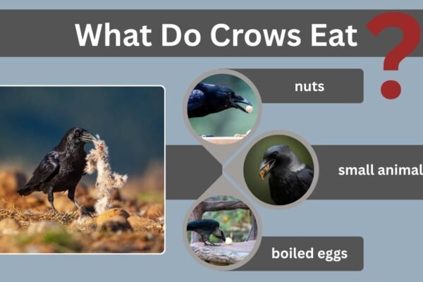 What Do Crows Eat? A Complete Guide to Their Diet and Feeding Habits