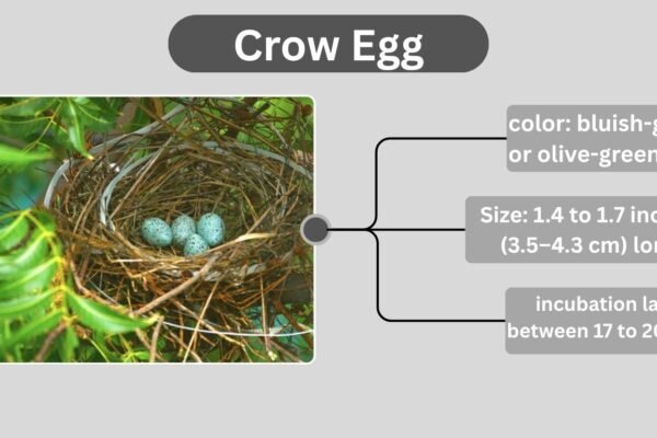 Crow Eggs: Appearance, Nesting Habits, and Fascinating Facts