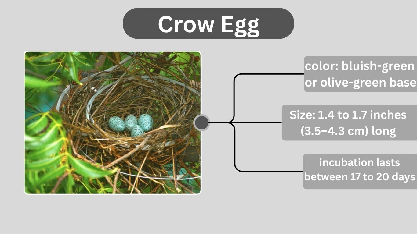 Crow Eggs: Appearance, Nesting Habits, and Fascinating Facts