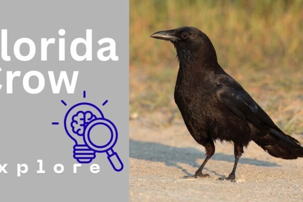 Florida Crows: Identification, Habitat, Behavior, Diet, and Lifespan
