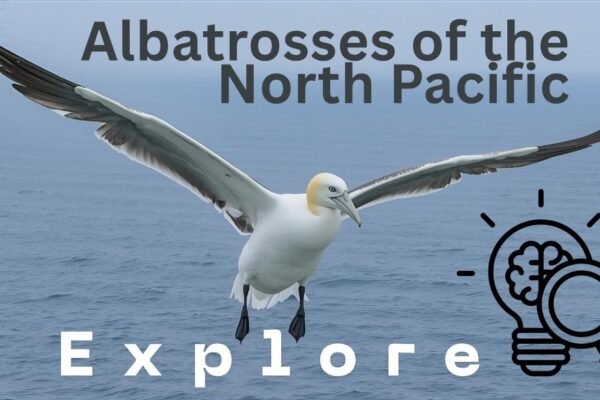 Albatrosses of the North Pacific: Identification With Picture