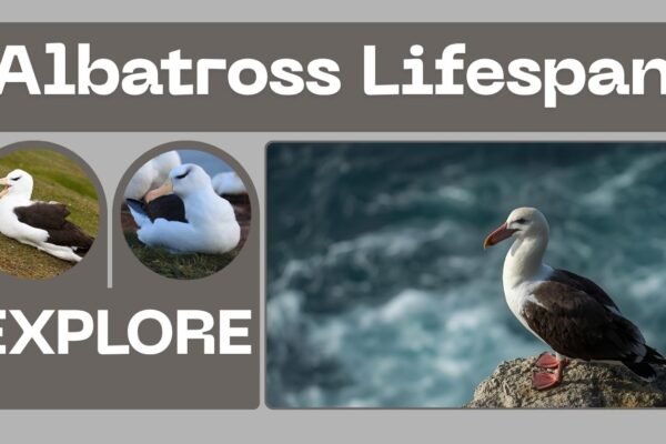 Albatross Lifespan: How Long Do These Majestic Birds Live?