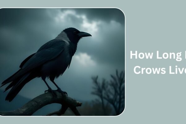 How Long Do Crows Live?