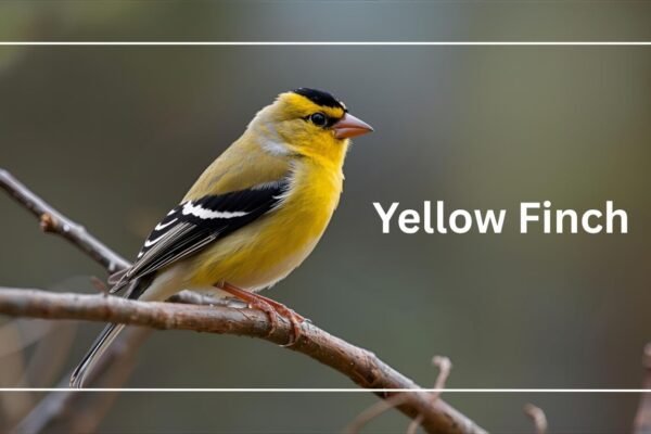 Yellow Finch: Identification, Behavior, Diet and Lifestyle