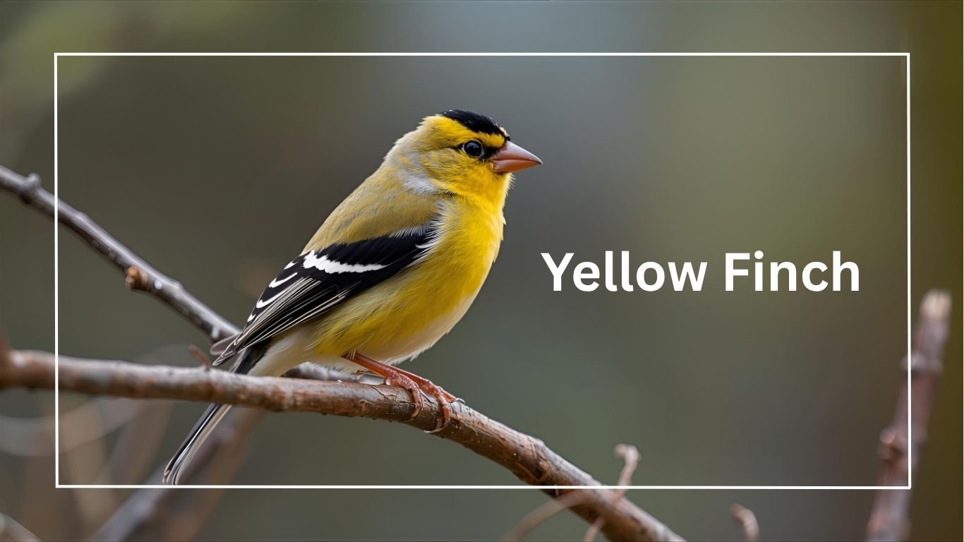 Yellow Finch: Identification, Behavior, Diet and Lifestyle