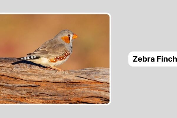Zebra Finch: Identification, Behavior, and Lifestyle