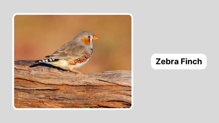 Zebra Finch: Identification, Behavior, and Lifestyle