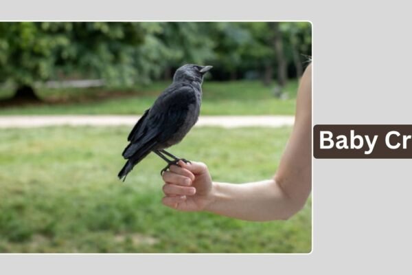 Baby Crow: Appearance, Diet, Behavior, and Spiritual Meaning