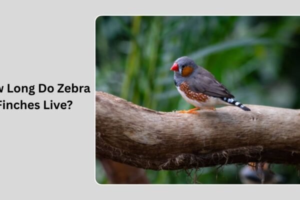 How Long Do Zebra Finches Live? Everything You Need to Know