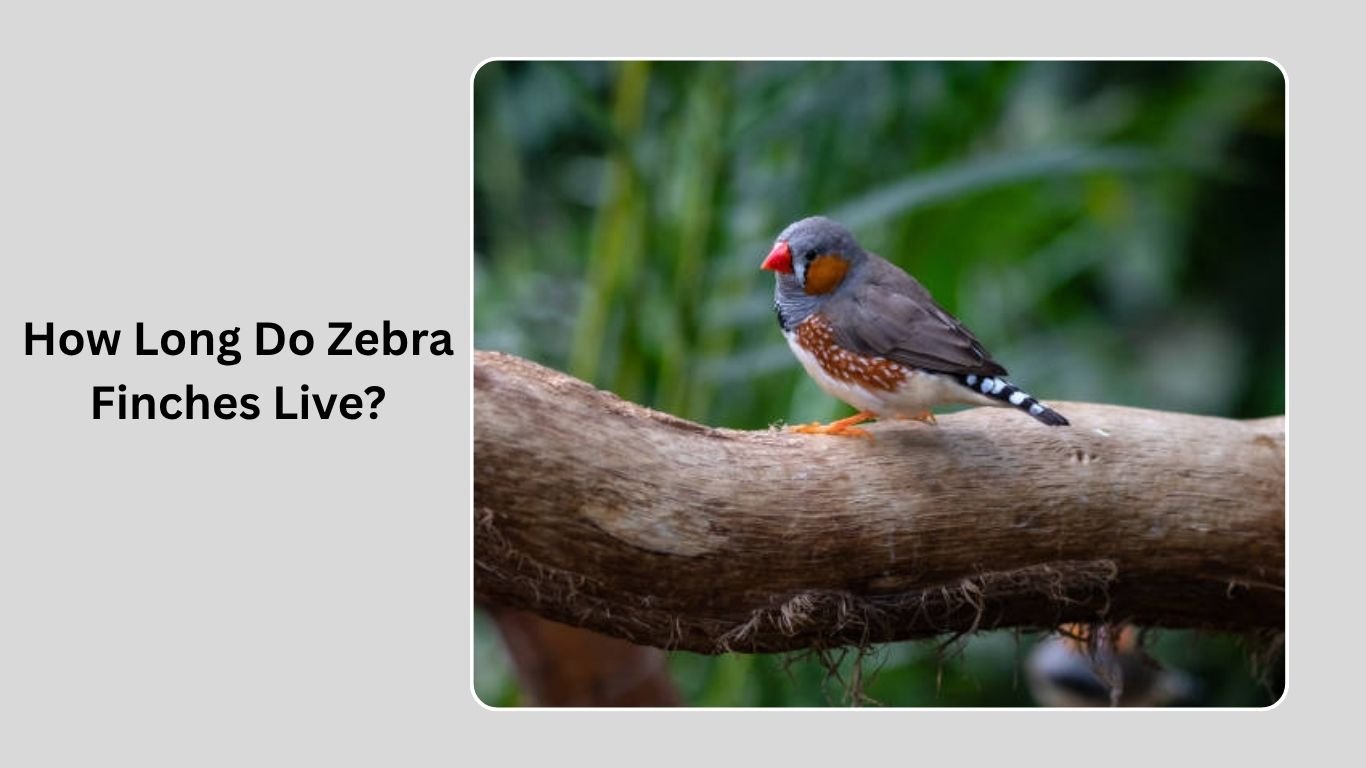 How Long Do Zebra Finches Live? Everything You Need to Know