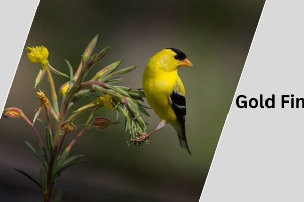 goldfinch typically lives three to six years