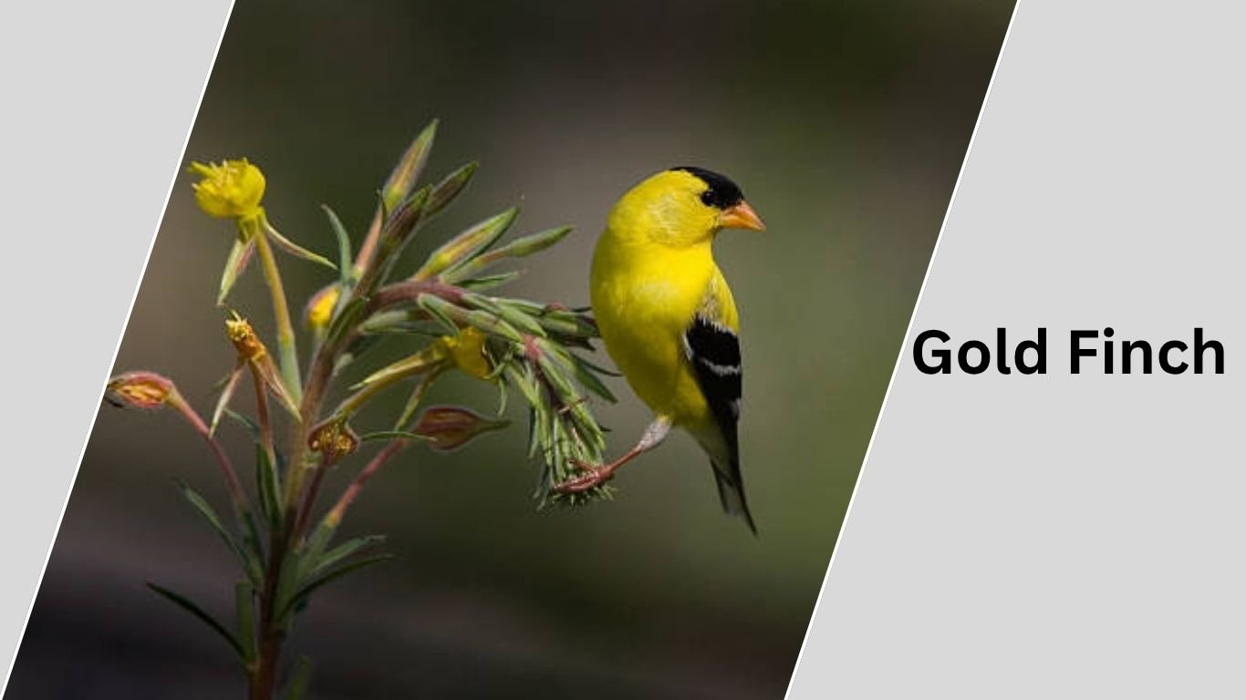 goldfinch typically lives three to six years