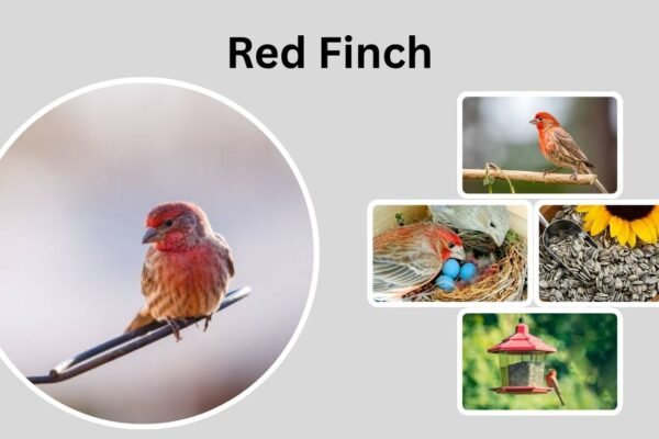 Red Finch: Identification, and Fascinating Facts