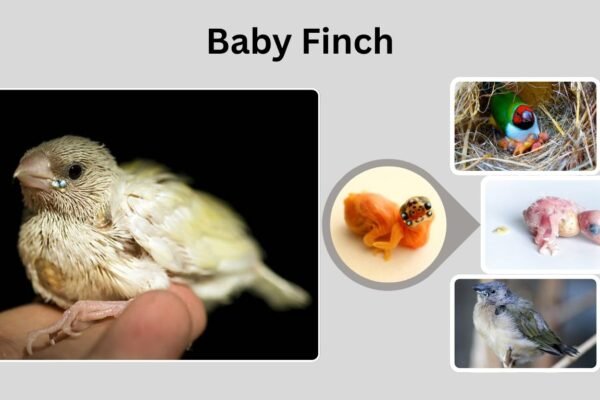 Baby Finch: Growth, Care, Feeding, and Nesting Stages