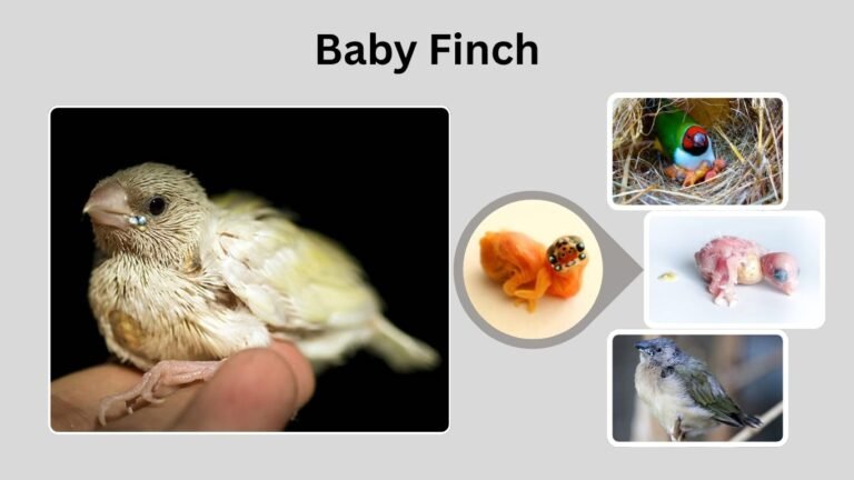 Baby Finch: Growth, Care, Feeding, and Nesting Stages