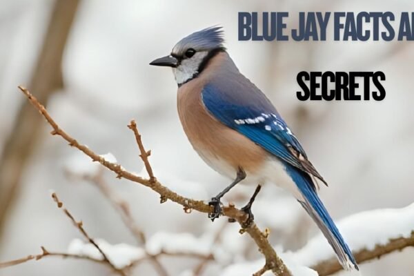 Blue Jay Facts and Secrets