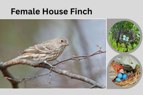 Female House Finch: Identification, Comparison, and Behavior Guide
