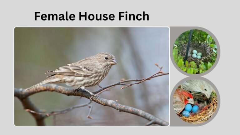 Female House Finch: Identification, Comparison, and Behavior Guide