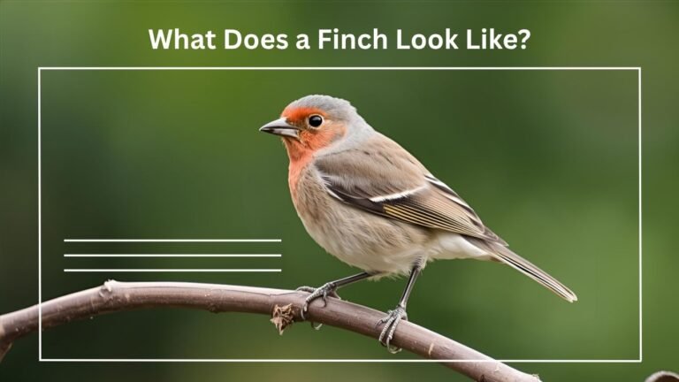 What Does a Finch Look Like? Complete Guide