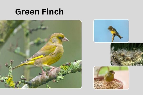 Green Finch Bird: Identification, Habitat, Behavior, and Unique Traits