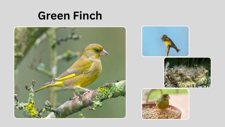 Green Finch Bird: Identification, Habitat, Behavior, and Unique Traits