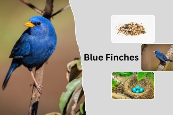 Blue Finches: Identification Types, Habitat, and Unique Traits