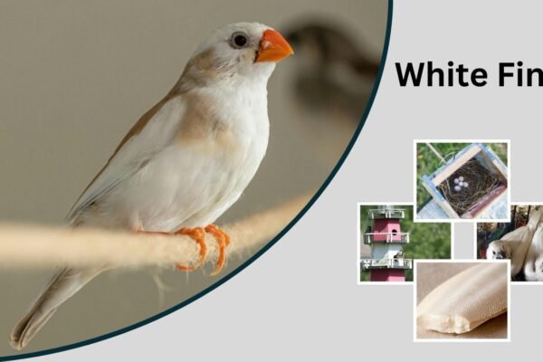 White Finch: Identification, Habitat, Behavior, and Unique Traits