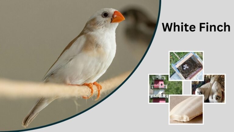 White Finch: Identification, Habitat, Behavior, and Unique Traits