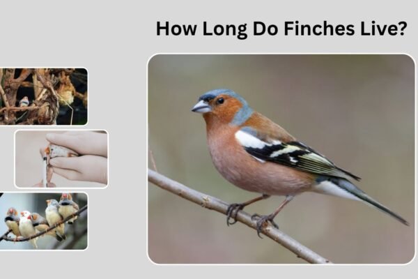 How Long Do Finches Live? Complete Guide to Finch Lifespan and Care