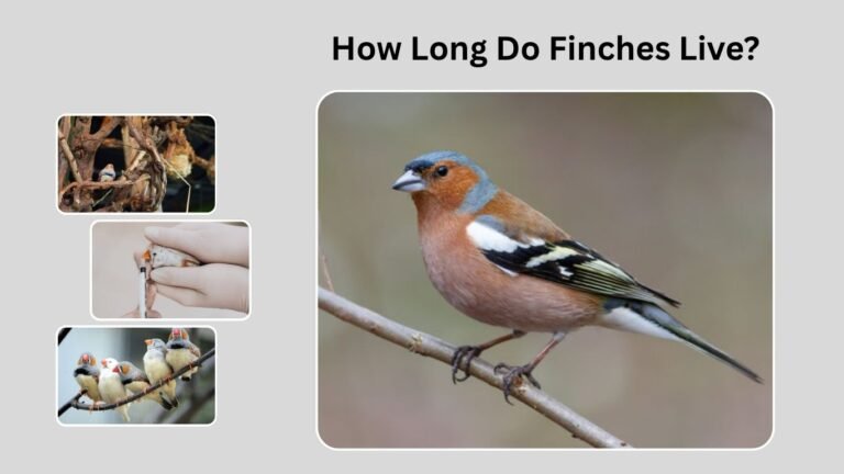 How Long Do Finches Live? Complete Guide to Finch Lifespan and Care