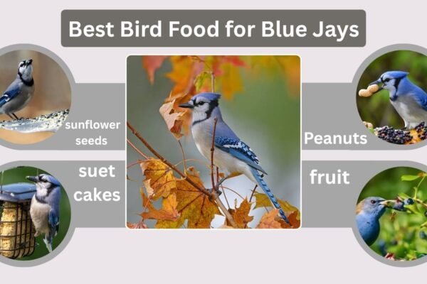 Best Bird Food for Blue Jays