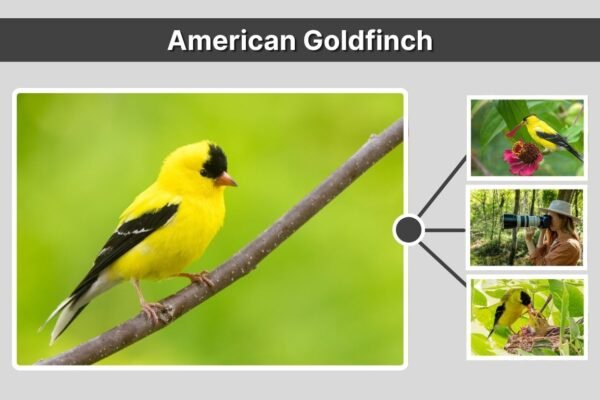 American Goldfinch: Identification, Behavior, and Facts You Should Know