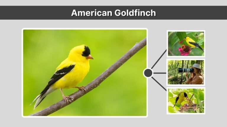 American Goldfinch: Identification, Behavior, and Facts You Should Know
