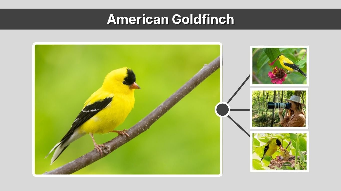 American Goldfinch: Identification, Behavior, and Facts You Should Know