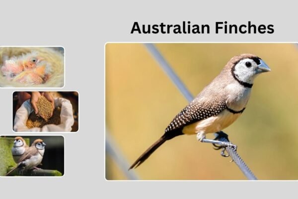 Australian Finches: Identification, Habitat, Behavior, and Diet