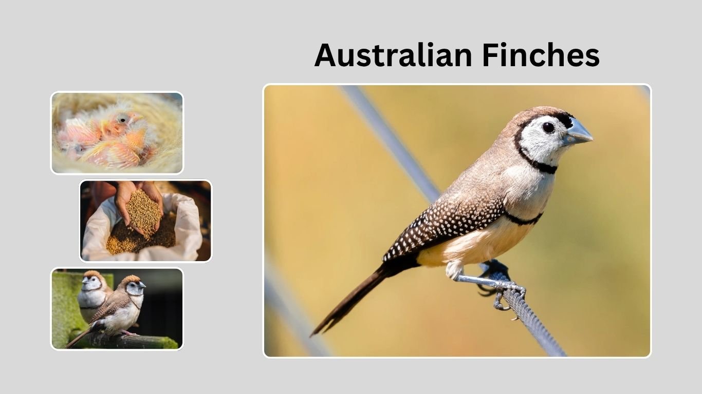 Australian Finches: Identification, Habitat, Behavior, and Diet