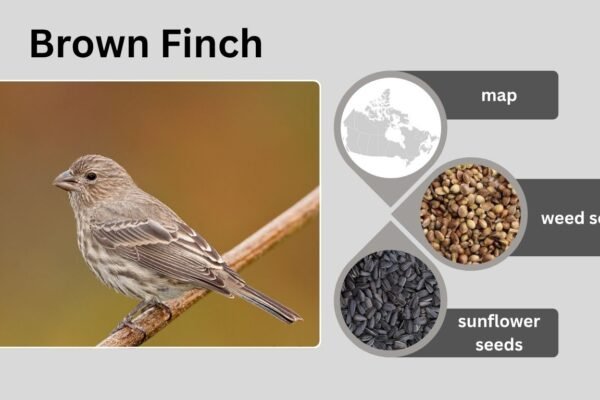 Brown Finch: Identification, Habitat, Behavior, and Diet