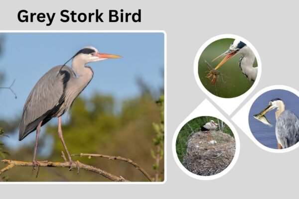 Grey Stork Bird: Identification, Habitat, and Similar Species