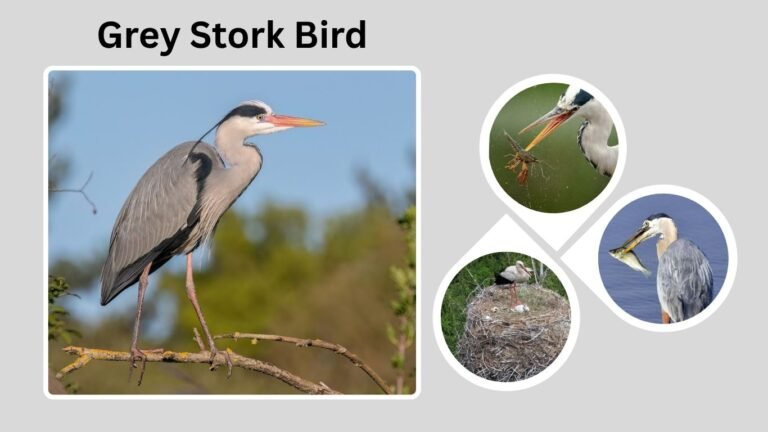 Grey Stork Bird: Identification, Habitat, and Similar Species