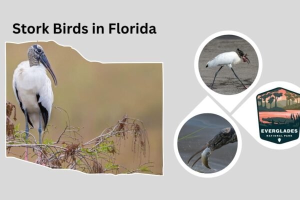 Stork Birds in Florida: Types, Habitats, and Behavior
