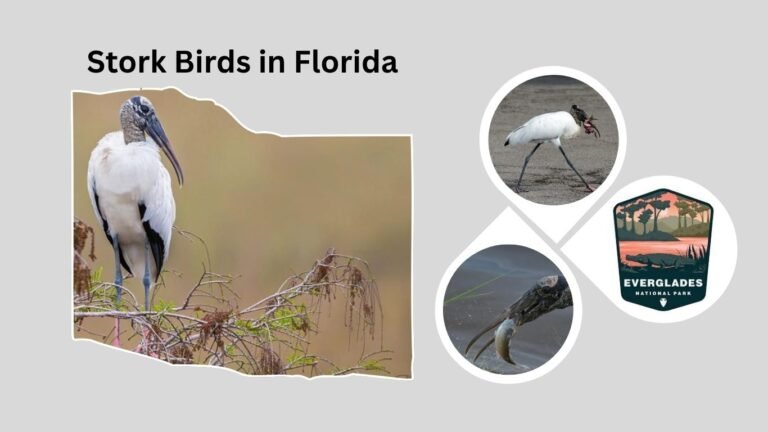 Stork Birds in Florida: Types, Habitats, and Behavior