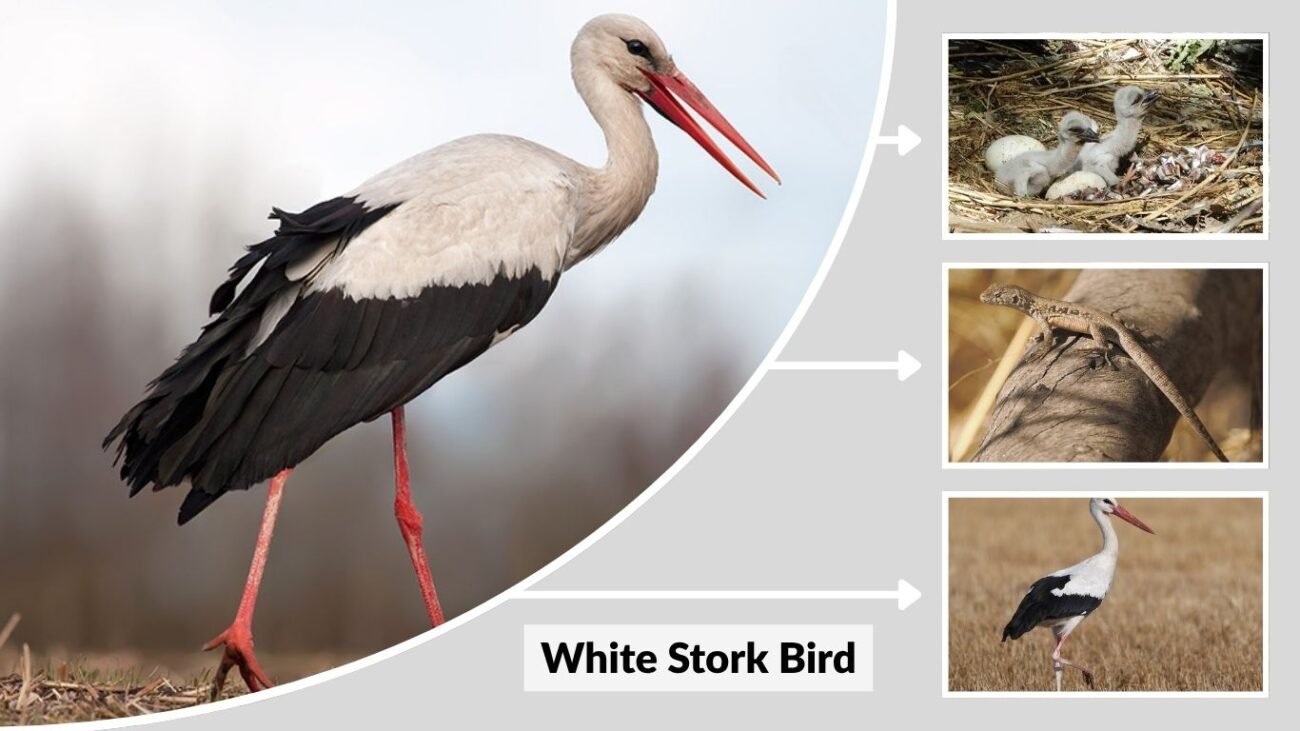 19 Types of Storks: Identification with Images and Features