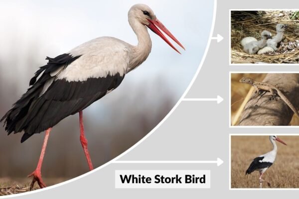 White Stork Bird: Appearance, Habitat, Migration, and Meaning