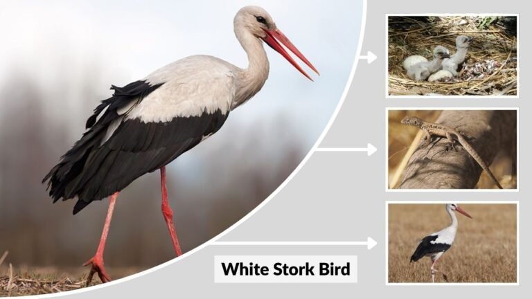 White Stork Bird: Appearance, Habitat, Migration, and Meaning