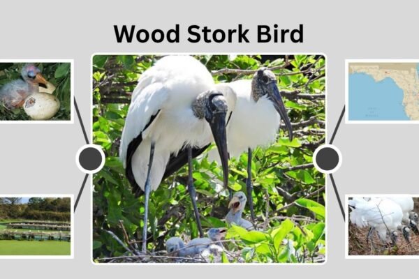 Wood Stork Bird: Facts, Habitat, Behavior, and Conservation