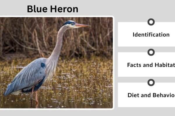 Blue Heron: Identification, Facts, Habitat, Diet, and Behavior
