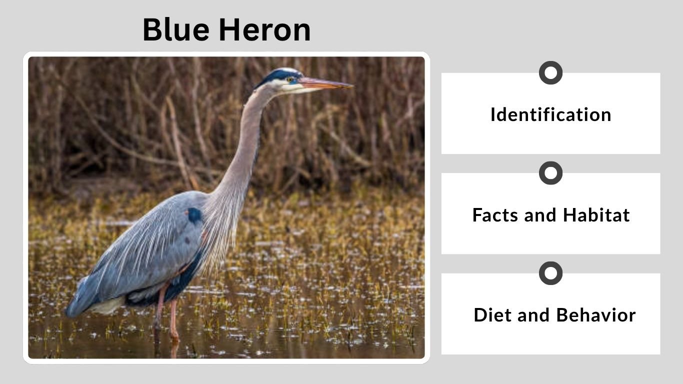 Blue Heron: Identification, Facts, Habitat, Diet, and Behavior