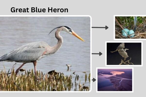 Great Blue Heron: Identification, Habitat, Diet, and Lifecyle