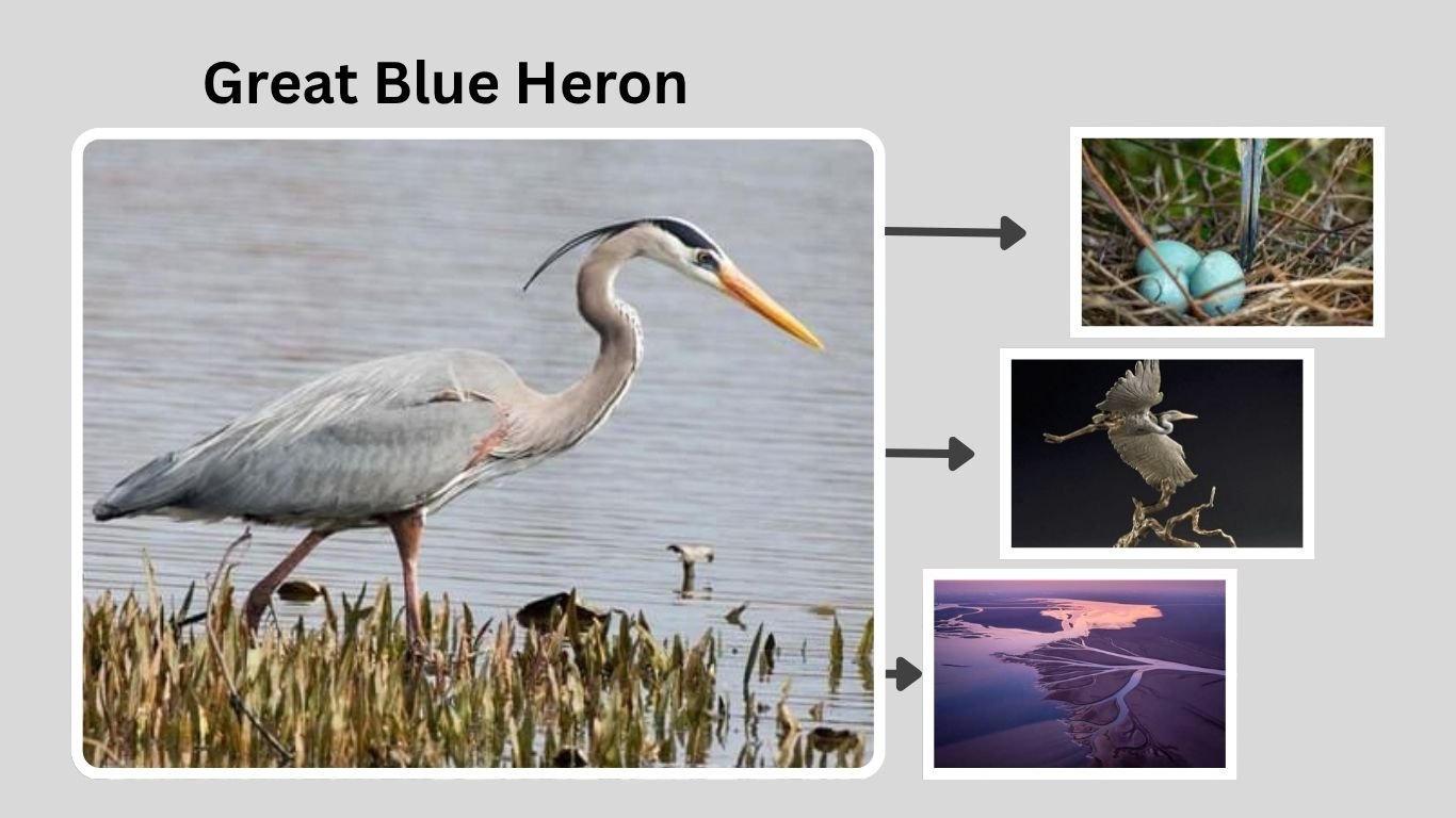 Great Blue Heron: Identification, Habitat, Diet, and Lifecyle